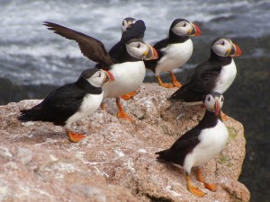 atlantic-puffins-946570_1280